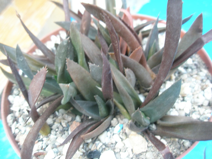 Aloe cv. Black Gem - SUCULENTE 2009