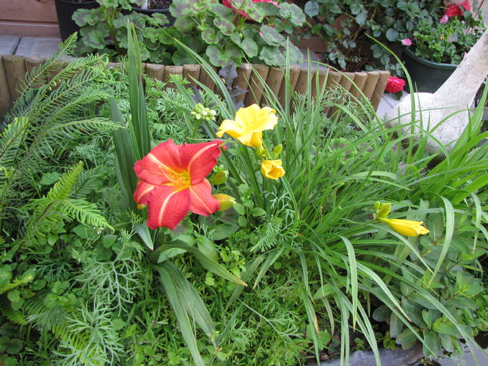 Hemerocallis rosu si galben (gr.sp.)16 iun 2009 (1)