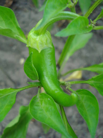 Bulgarian Carrot Pepper (2009, July 10) - Bulgarian Carrot Chili Pepper