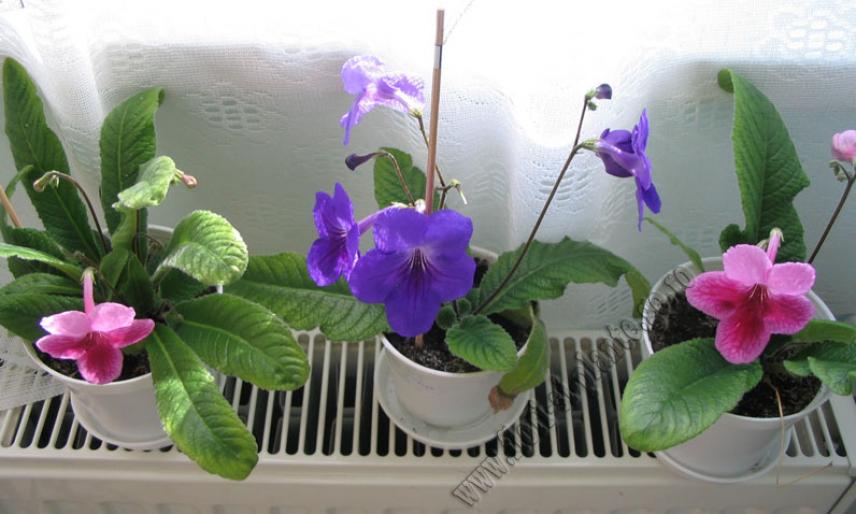 Streptocarpus mov si roz