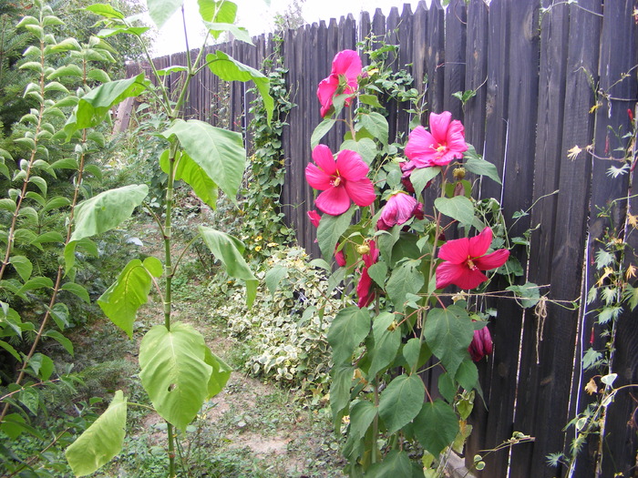 Hibiscus de gradina - flori si animale 2009