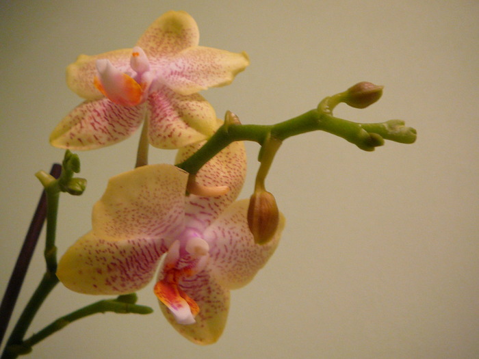 Phalaenopsis - ORHIDEE