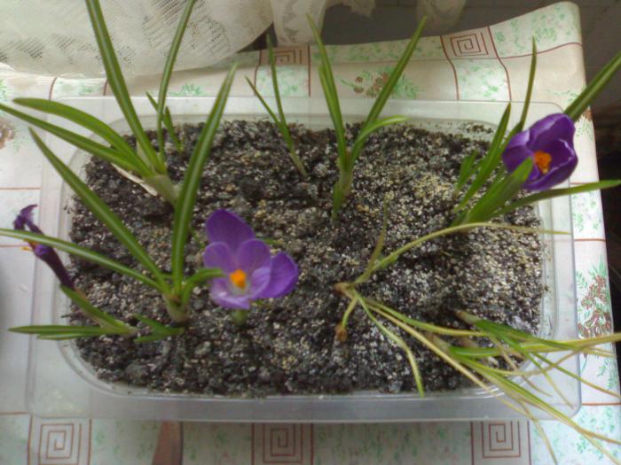 Crocus