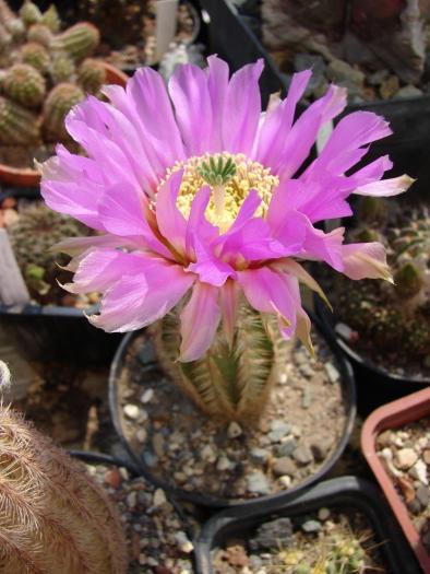 Echinocereus sp.