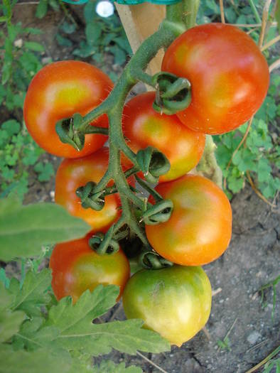 Tomato Cerise (2009, July 28) - Tomato Cerise