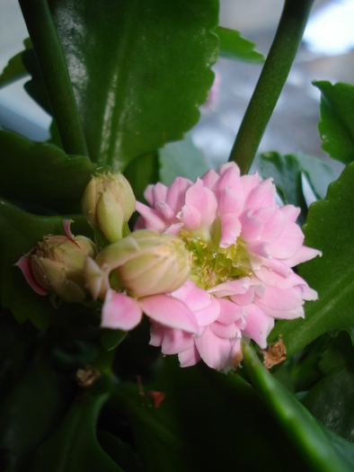 KALANCHOE - FLORILE MELE