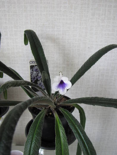 Streptocarpus Cristal Ice 21 iun 2009 (1)