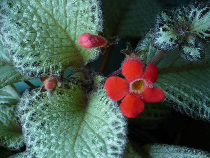 P1100744 - Episcia 2009 - 2010 - 2012 - 2014