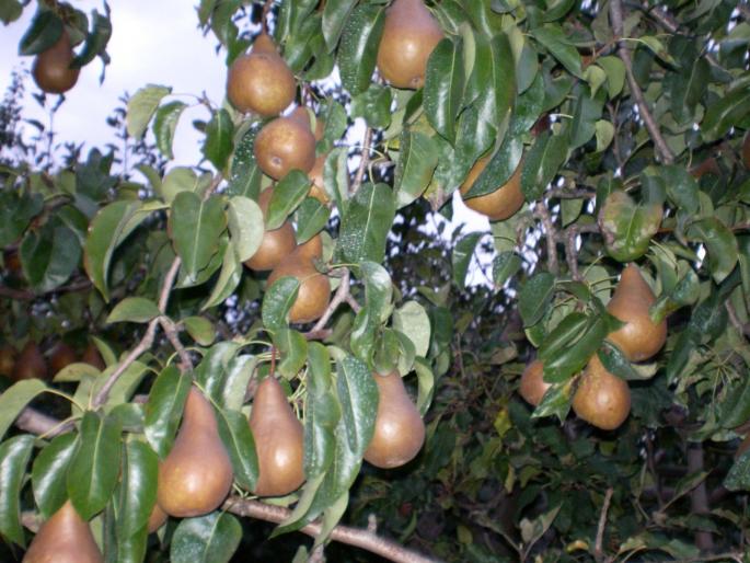 pere din soiul Beurre Bosc; soi de toamna cu o aroma si gust deosebit.din pacate ruginade pe coaja le face mai putin atragatoare
