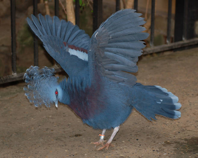 Victoria_Crowned_Pigeon_Goura_victoria_Wings_3
