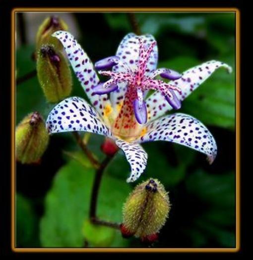 Japanese_Toad_Lily - plante si animale ocrotite de lege