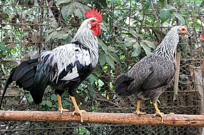 cocos si puica de 5 luni - z Gaini Leghorn Argintiu