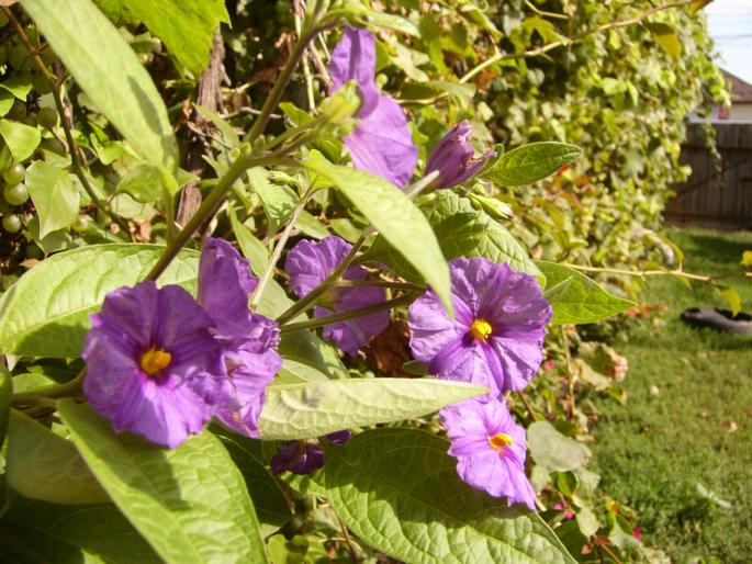 solanum rantonetti