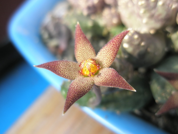 Piaranthus foetidus - alta floare - Asclepidiacee 2009