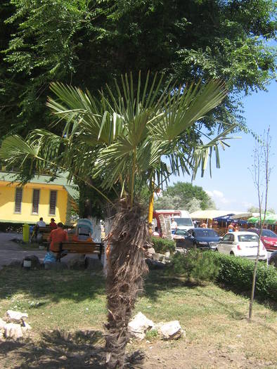 palmieri din Mamaia