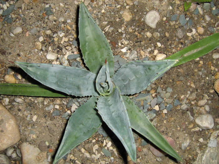 IMG_8594 - Cactusi la mosie 27 iunie 2009