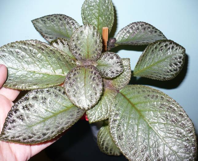 P1100766 - Episcia 2009 - 2010 - 2012 - 2014