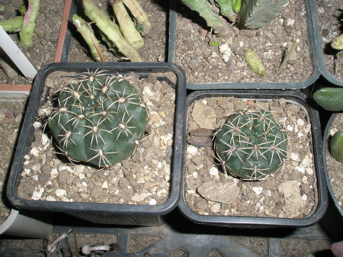 Gymnocalycium baldianum 31.10 - Gymnocalycium