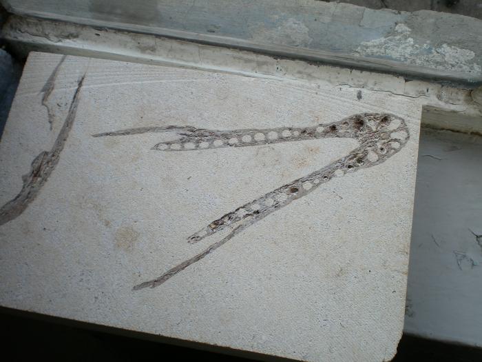 are lungimea de 25cm - mandibula crocodil