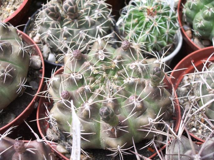  - Gymnocalycium