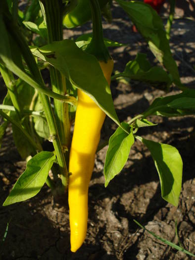 Golden Cayenne Pepper (2009, Aug.11) - Cayenne Golden Hot Pepper