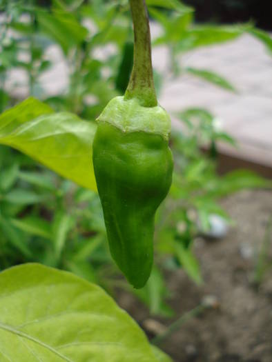 Padron Pepper (2009, July 10) - Padron Pepper