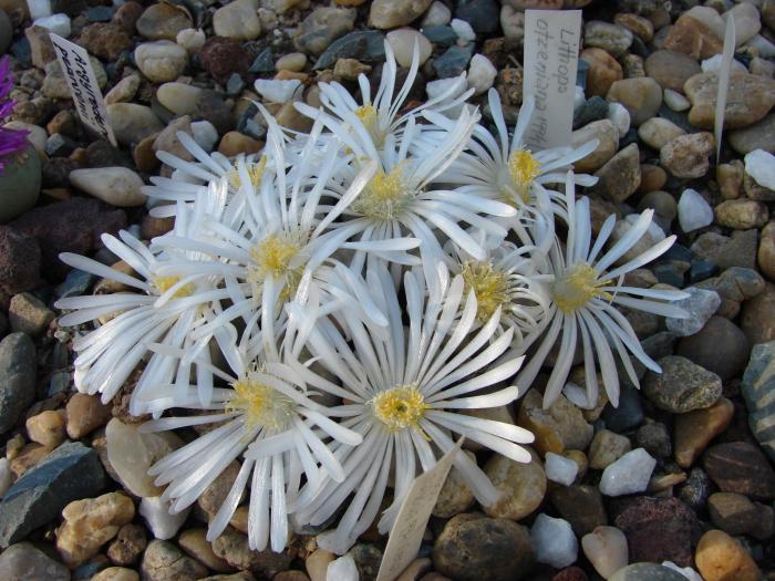 Lithops otzeniana - Cactusi la Constanta