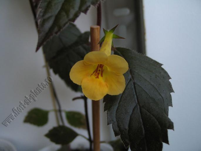 Achimenes Yellow beauty 2