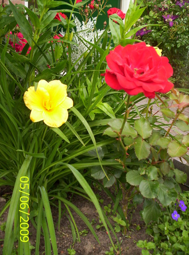 Hemerocallis si trandafir 5 iun 2009