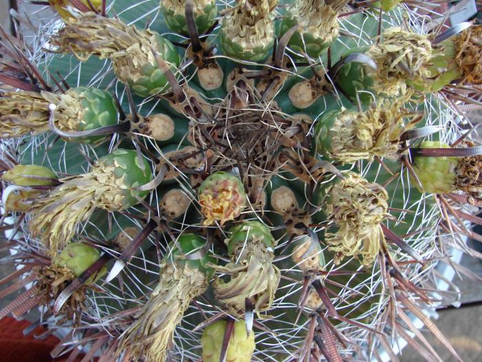 Ferocactus herrerae, fructe, vedere apicala, detaliu.