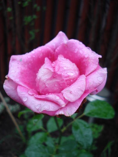 Rose Pink Peace (2009, June 23)