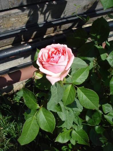 Rose Pleasure (2009, May 28)