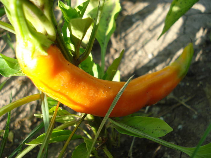 Orange Cayenne Pepper (2009, Aug.11)