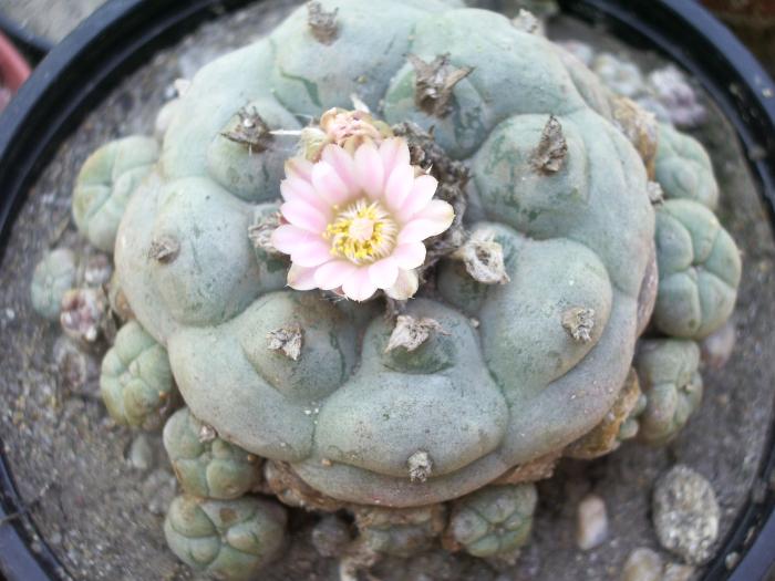 Lophophora williamsii v. caespitosa