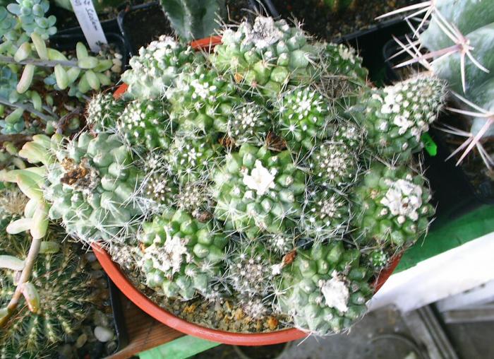 Copiapoa humilis