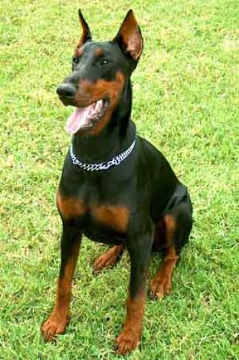 doberman