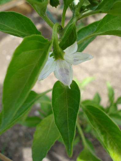 Serrano Tampiqueno (2009, June 07)