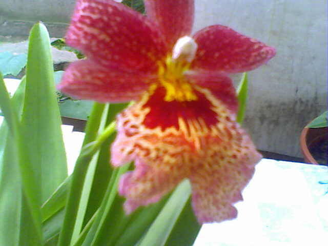 orhideea pitica