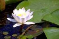 floare