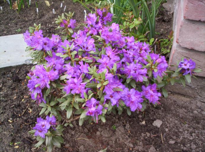 Rhododendron Blue Silver 4 apr 2008