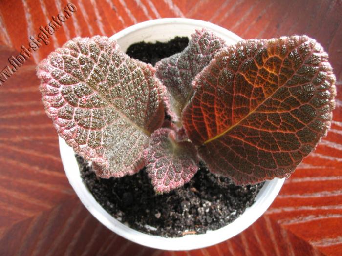 episcia Chocolate cream 1