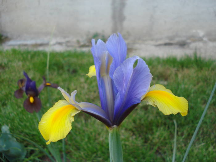 Iris Oriental Beauty (2009, May 20)