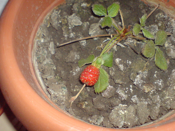 Capsuna de toamna - Plantele mele 2009-2010