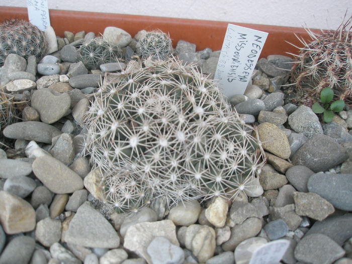 Escobaria missouriensis