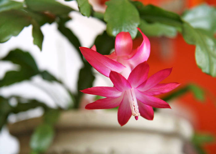 SHUMBERGERA  Z1 - Schlumbergera PINKK