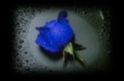 blue_rose - TRANDAFIRI