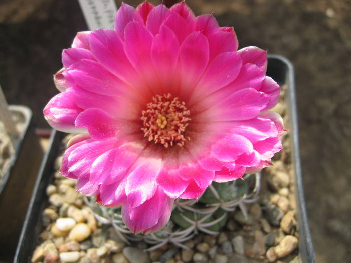 Coryphantha...