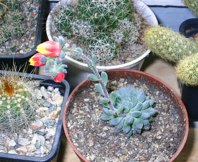 Echeveria setosa  v.deminuta