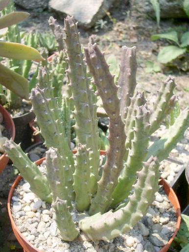 Stapelia comparabilis