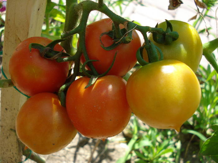 Tomato Cerise (2009, July 28) - Tomato Cerise